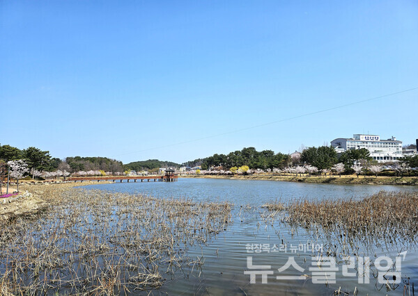 울진 읍내를 관통해 흐르는 남대천을 잠시 따라 걷다가 벗어나면 울진읍의 명물 연호를 만난다. 여름이면 연잎과 연꽃이 장관일 터이다. 사진=오근식 객원위원