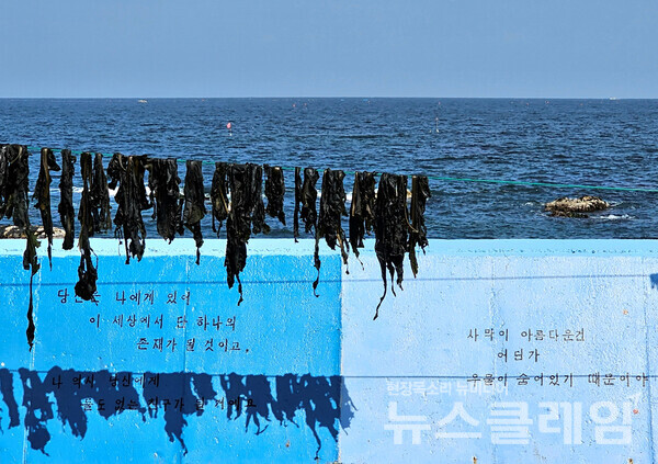바닷가로 나서면 잠시 잊고 있었던 푸른 바다와 하늘이 반기고 파도가 바위와 만나 부서진다. 어느 마을에선 아무렇지도 않게 마르고 있는 미역이 ‘어린 왕자’의 글귀를 읽고 가라 한다. 사진=오근식 객원위원