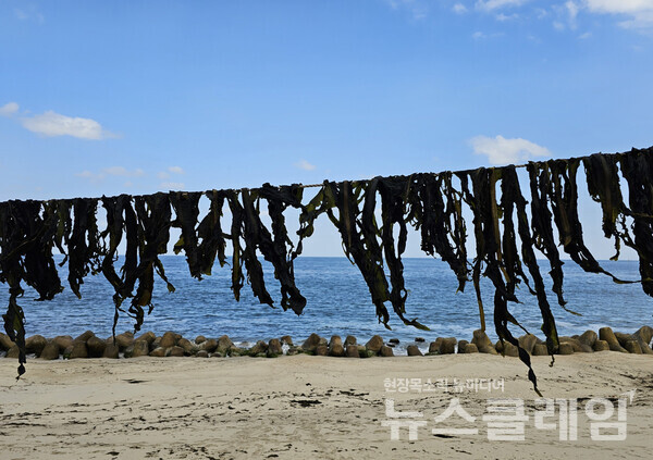 바닷가로 나서면 잠시 잊고 있었던 푸른 바다와 하늘이 반기고 파도가 바위와 만나 부서진다. 어느 마을에선 아무렇지도 않게 마르고 있는 미역이 ‘어린 왕자’의 글귀를 읽고 가라 한다. 사진=오근식 객원위원