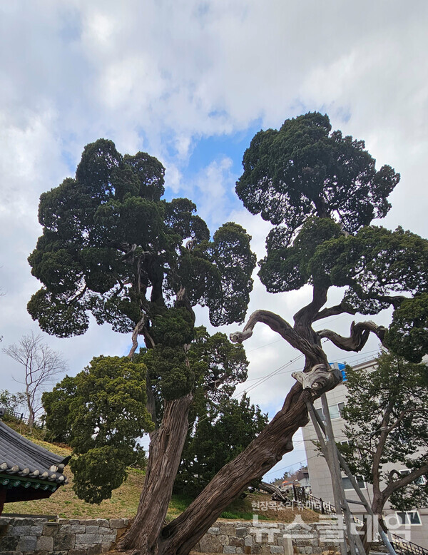 울진 죽변면 후정리의 향나무는 천연기념물로 지정되어 있으며 수령 500년이 넘은 것으로 추정된다. 울릉도에서 자라다가 파도에 떠밀려와 이곳에 터를 잡았다는 전설과 함께 이 마을의 신이 되었다. 나무 옆에는 작은 사당이 있다. 사진=오근식 객원위원
