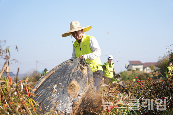 30일 경기도 파주시 고추농가에서 이석용 농협은행장이 일손돕기를 하고 있다. NH농협은행 제공