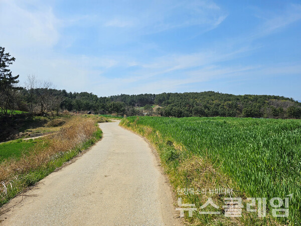 죽변항 일대를 돌아보고 나선 길에서 조용한 농촌을 만났다. 제법 따가운 햇빛 속에서 보리가 와글와글 자라 오르고 있었던 3월의 끝자락이었다. 사진=오근식 객원위원