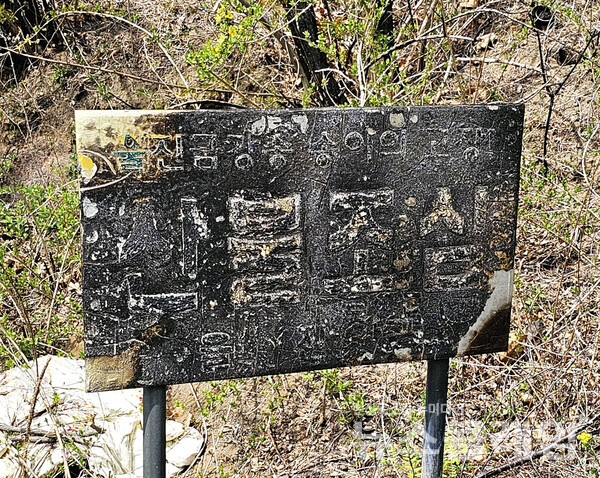 산불에서도 살아남은 작은 나무에서 새순이 돋으며 생채기를 보듬고 있었다. 사진=오근식 객원위원