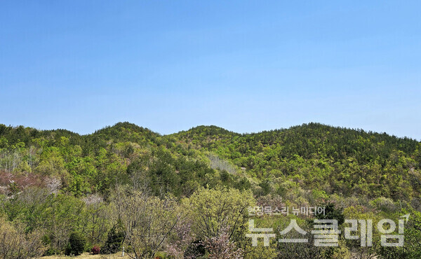 용화해변의 마을 뒤의 도로는 과거 말을 타고 가던 사람도 내려서 말과 함께 걸어 넘었다는 말굽재를 지난다. 재를 넘으며 푸르름이 짙어가는 산에서 며칠 전 산불의 흔적을 바라보며 느꼈던 안타까움을 달랬다. 사진=오근식 객원위원