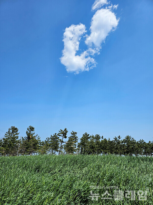 초곡항을 떠나 걷다가 해안의 방풍림 너머에서 한창 자라 오르고 있는 보리밭과 하늘을 구름 한 점을 보다가 그만 바다를 잊고 말았다. 사진=오근식 객원위원
