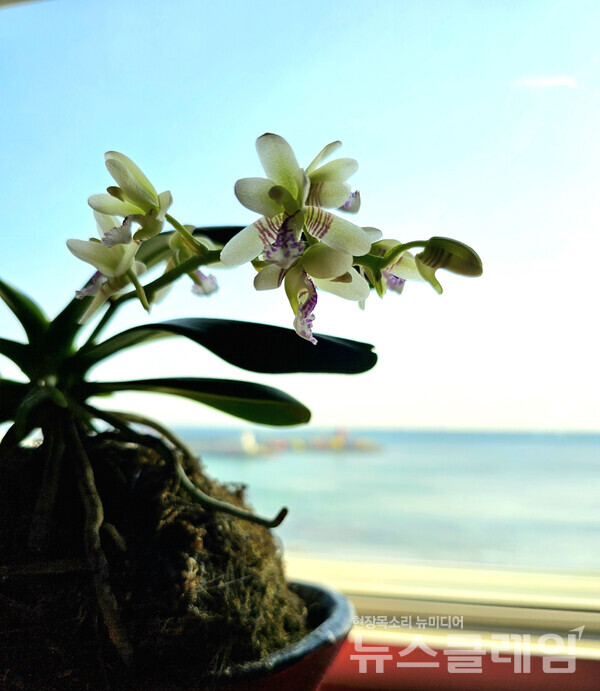 해파랑길을 걷기 위해 동해시 어달해변의 숙소에 올 때 함께 온 나도풍란 꽃봉오리가 벌어지며 향이 흐르기 시작한 4월이었다. 사진=오근식 객원위원