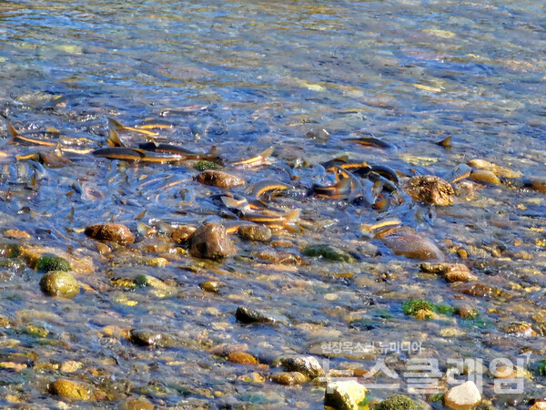 사래재를 넘어 만난 마읍천의 얕은 물에서 산란을 위해 바다에서 올라온 황어들이 격정적으로 몸부림을 치고 있었다. 사진=오근식 객원위원