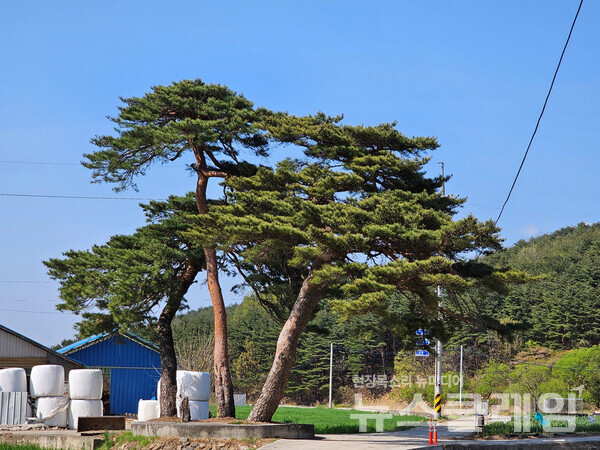 멋진 소나무는 세 그루가 시멘트 기단의 보호를 받고 있다. 아마도 한때는 사람들이 찾아와 안녕과 소원을 빌던 나무였을 지도 모른다. 사진=오근식 객원위원
