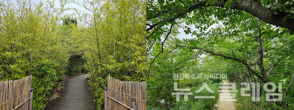 경포호 둘레길을 잠시 걷다가 들어선 은밀한 길에서 잠시 숲의 향에 취한다. 길은 허균허난설헌기념공원의 울창한 소나무 숲으로 이어진다. 사진=오근식 객원위원