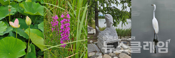 경포호 둘레길 4km를 걷다 보면 곳곳에 바라보아야 할 것이 많다. 습지의 연꽃과 부처꽃, 길가의 조각작품과 시비, 때로는 지나가는 이를 가만히 경계하고 있는 왜가리까지 걸음을 붙든다. 빠르게 걷지 말아야 할 길이다. 사진=오근식 객원위원