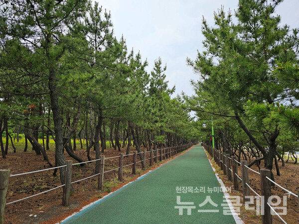 경포호를 돌아 다시 나온 바닷가엔 두 달 전 화재를 피하지 못한 소나무들이 보였다. 해변의 숲을 벗어나 도로를 따라 걷다가 해파랑길39코스가 끝나는 사천진 해변 가까이에서 다시 푸른 소나무 숲을 만났다. 사진=오근식 객원위원