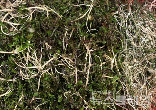 식품의약품안전처는 냉이, 달래 등 농산물의 안전관리를 위해 오는 17일부터 21일까지 지방자치단체와 함께 수거·검사를 실시한다고 12일 밝혔다. 사진=손혜경 기자