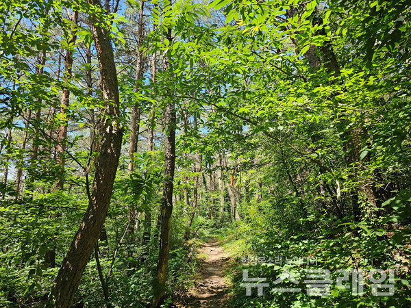 바닷가를 벗어나 새로 난 도로를 잠시 걷고 만난 숲길을 통해 영진리고분군이 있는 낮은 산으로 들어섰다. 사진=오근식 객원위원