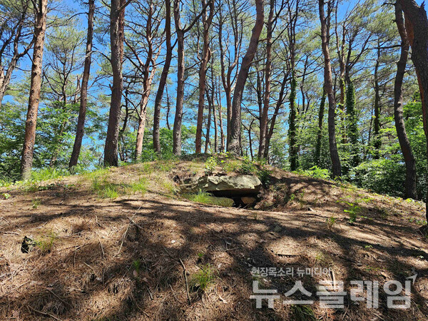 도로확장공사를 위해 발굴한 이곳의 고분에서는 이 지방의 특색을 가진 신라토기를 비롯해 수백점의 유물이 출토되었다. 고분은 나무가 울창하게 자라 확연히 드러나지는 않았다. 사진=오근식 객원위원