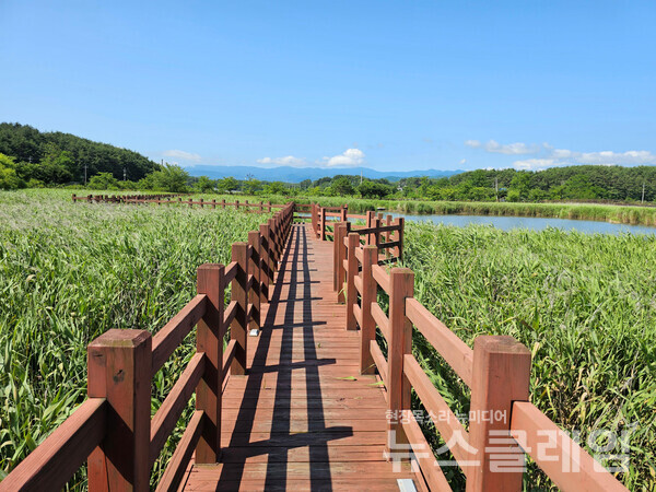 주문진해변을 벗어너 들어선 향호는 둘레 약 2.5km의 석호다. 호수 안쪽엔 갈대가 무성한데, 그 사이의 산책로를 걷다 보면 가끔은 커다란 물고기가 다가오기도 한다. 사진=오근식 객원위원