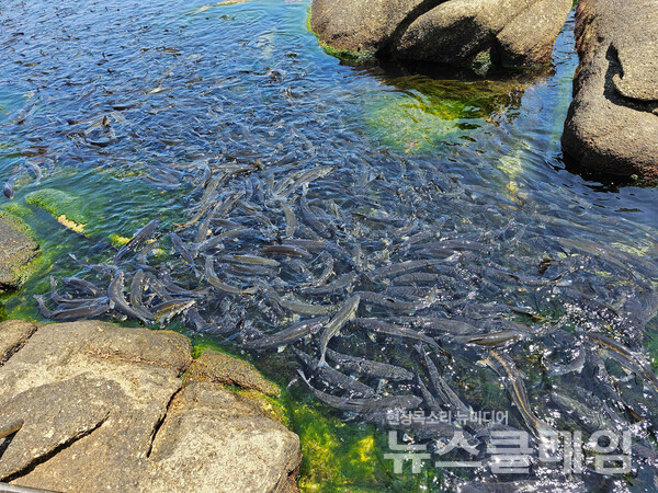 휴휴암이라는 바닷가의 절은 출퇴근하는 물고기 떼로 이름을 얻은 곳이다. 아무도 모여든 물고기에 위해를 가하지 않으니 물고기들과 사람들이 편안하게 서로 어울린다. 사진=오근식 객원위원