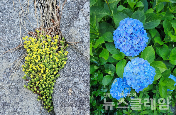 7월이 가까운 시절 기온이 오르며 바위틈의 땅채송화가 활짝 피었고 어느새 수국도 진한 꽃 색을 자랑하고 있었다. 사진=오근식 객원위원