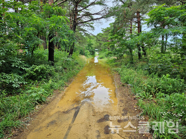 해파랑길43코스를 출발해서 한 시간 정도 걸었을 때, 어제 내린 비 때문에 물에 잠긴 길을 만났다. 신발과 양말을 벗어들고 걸었어야 할 길이었는데, 가장자리 풀포기를 딛고 건널 수 있다는 생각을 하며 걷다가 신발과 양말까지 흠뻑 적셨다. 덕분에 티끌 같은 추억이 하나 남았다. 사진=오근식 객원위원