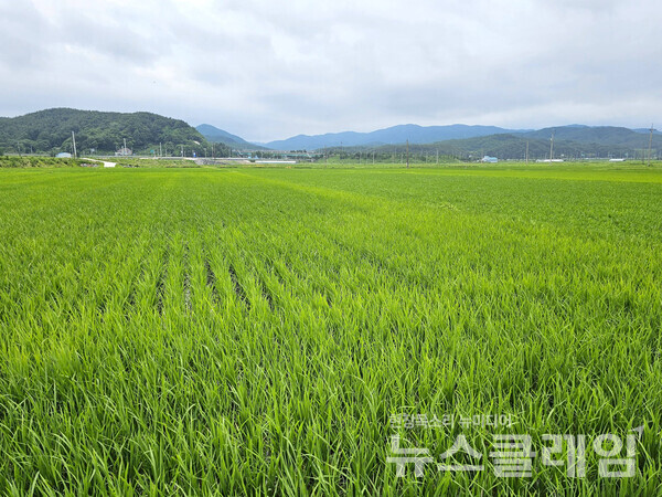 바다와 하늘의 푸르름보다는 넓은 논에서 자라고 있던 초록이 훨씬 더 편안했던 길이였다. 사진=오근식 객원위원