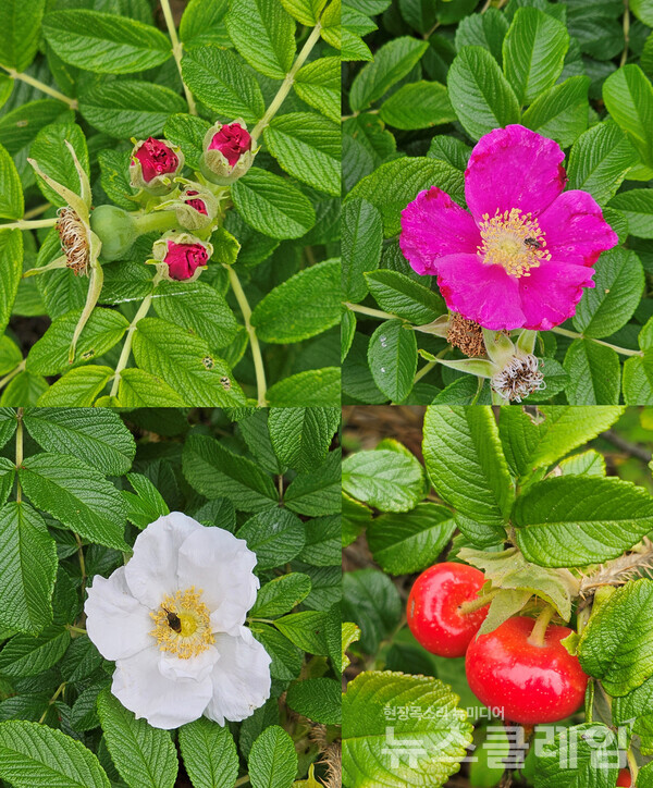 양양군의 해안가 도로의 해당화는 여름 내내 꽃을 보여주고 가을이 다가오면 꽃만큼이나 붉은 열매로 그 화려함의 맥을 잇는다. 사진=오근식 객원위원