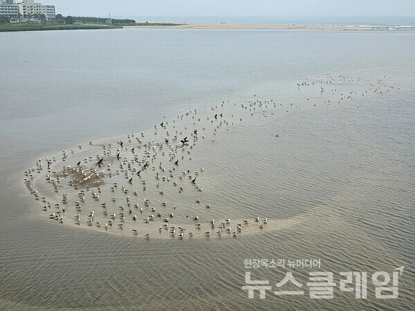 남대천을 건너며 바라보니 모래톱에 앉아 있는 새들 가운데 가마우지가 여럿 보인다. ‘저 탐욕스러운 새가 바다로 나가는 어린 연어를 모두 먹어치우지는 않을까’ 하는 생각을 했다. 사진=오근식 객원위원