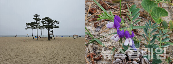 낙산해수욕장엔 작은 도시가 형성되어 있다. 해수욕장 모래 한가운데 소나무 몇 그루가 용케 버티고 있고 아직 성긴 소나무 숲엔 드문드문 갯메꽃 줄기와 보라색 갯완두 꽃이 남아 있었다. 사진=오근식 객원위원
