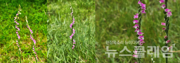 전 세계에서 가장 종류가 많은 식물을 꼽는다면 난초는 당연히 포함된다. 타래난초는 그 모양과 생육 방식이 잘 알려진 난초와는 전혀 다르지만 엄연한 난초다. 야생의 생육 장소를 벗어나면 살아남기 어렵다. 사진=오근식 객원위원