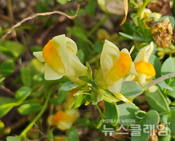 청간정 아래 모래밭을 지나다가 발견한 해란초 꽃이다. 사진=오근식 객원위원