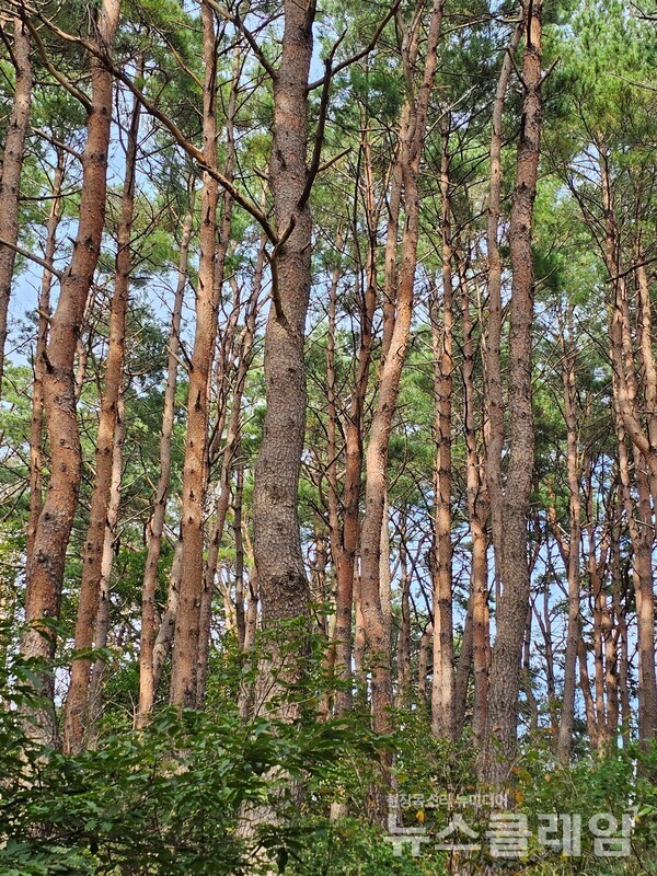 천학정이 있는 바닷가의 손바닥만 한 작은 동산에 들어서니 소나무 숲이 울창하고 큰 산에 가야 볼 만한 구절초, 며느리밥풀꽃, 벌개미취, 술패랭이, 용담 등이 하나씩 고개를 들고 있었다. 사진=오근식 객원위원