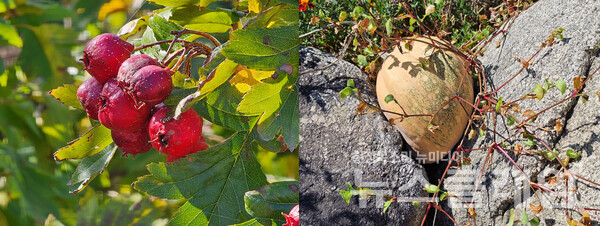 하늘 어느 쪽을 바라보아도 구름 한 점 찾을 수 없던 날이었는데 길가 울타리의 산사나무 열매와 바위의 호박이 가을을 이야기하고 있었다. 사진=오근식 객원위원