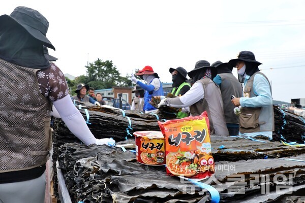 농심(대표 이병학)은 최근 전남 완도군 금일도에서 진행된 다시마 위판(경매)에 참여해 너구리 생산에 사용할 햇다시마 490톤을 구매했다고 10일 밝혔다. 농심 제공