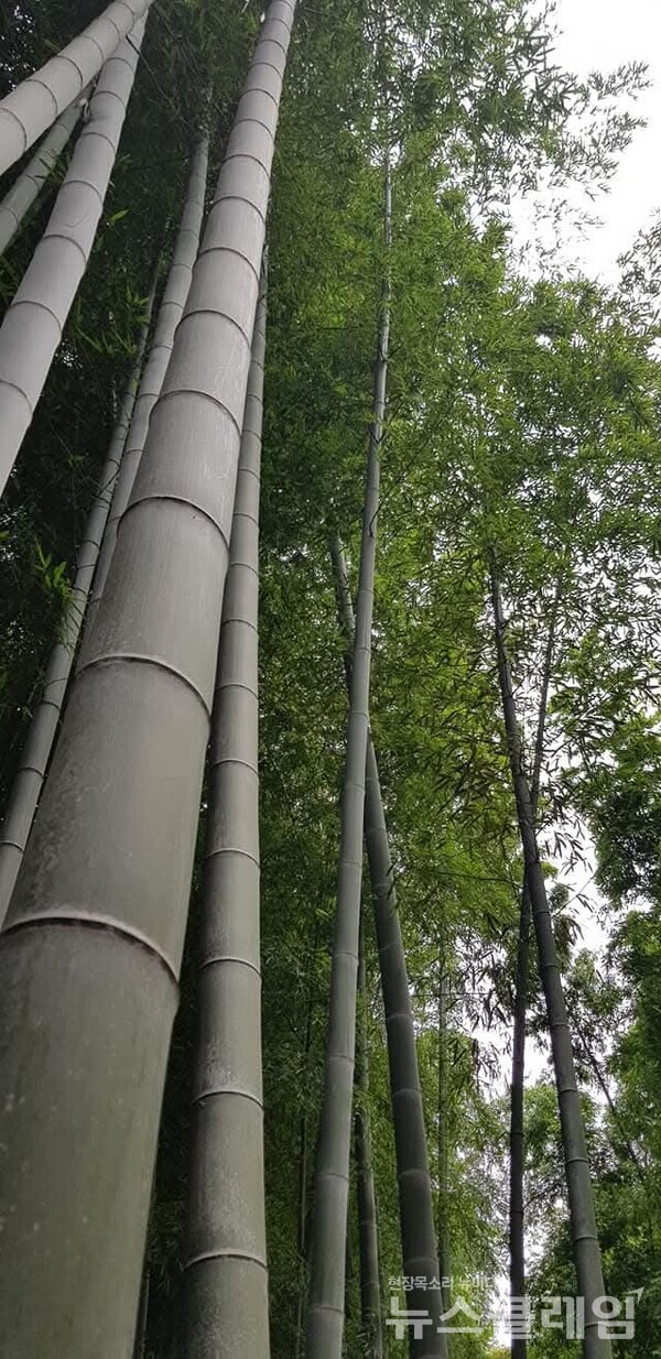  3일 오전 기상청에 따르면, 오늘 낮부터 밤사이 전국 대부분 지역에 시간당 30~80mm에 달하는 강한 폭우가 예고되며, 일부 지역은 150mm를 초과하는 물폭탄 수준의 비가 쏟아질 전망이다. 사진=뉴스클레임 DB