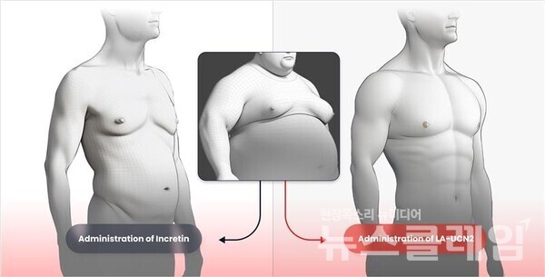 한미약품이 세계 최초로 근육 증가를 실현하는 신개념 비만 신약 HM17321(오른쪽)와 기존 인크레틴 기반 약물의 비만 치료 효능 비교. 한미약품 제공